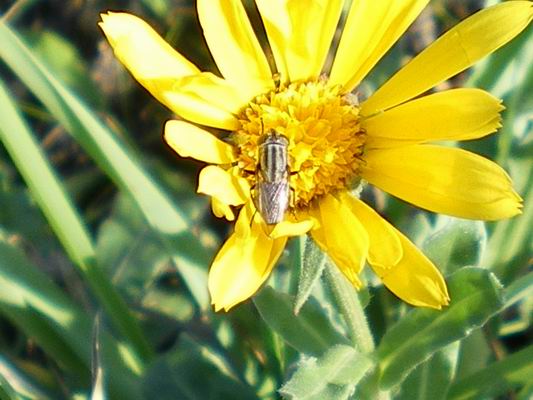 Stomorhina lunata F (Calliphoridae)